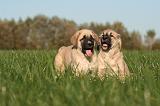 KANGAL 134